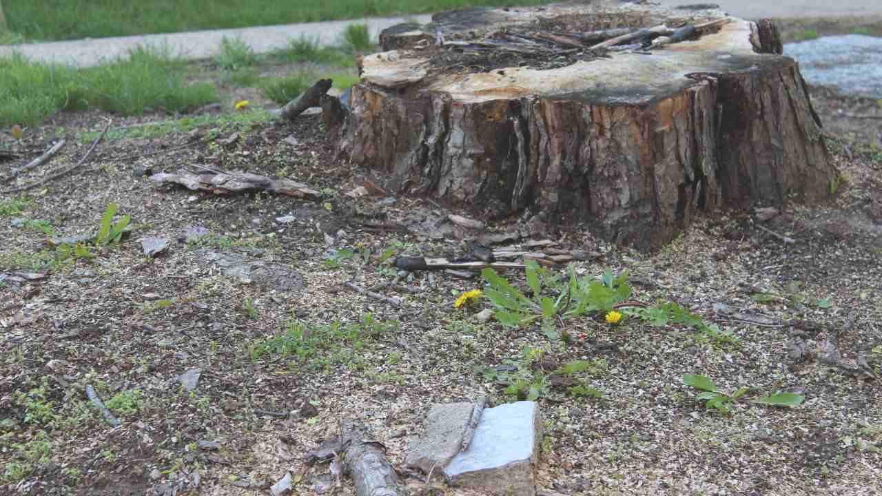 removing old tree stumps