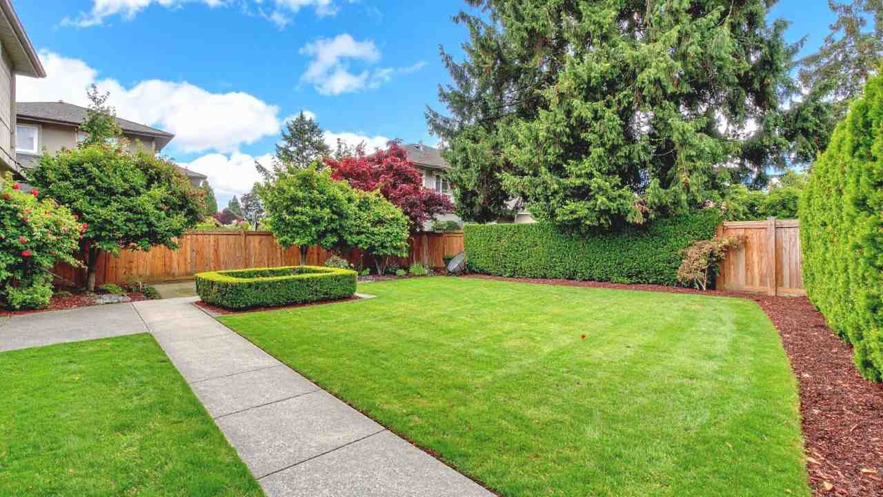 best plants and trees for backyard privacy