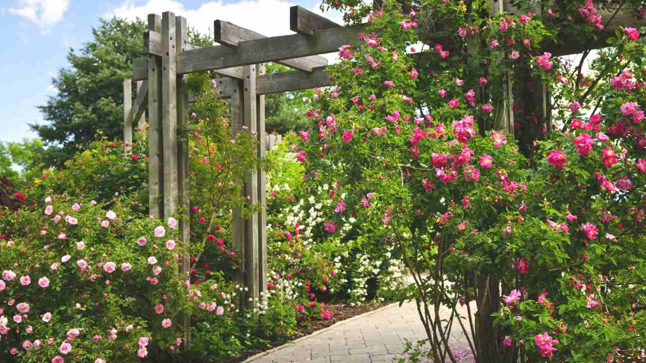 garden trellis