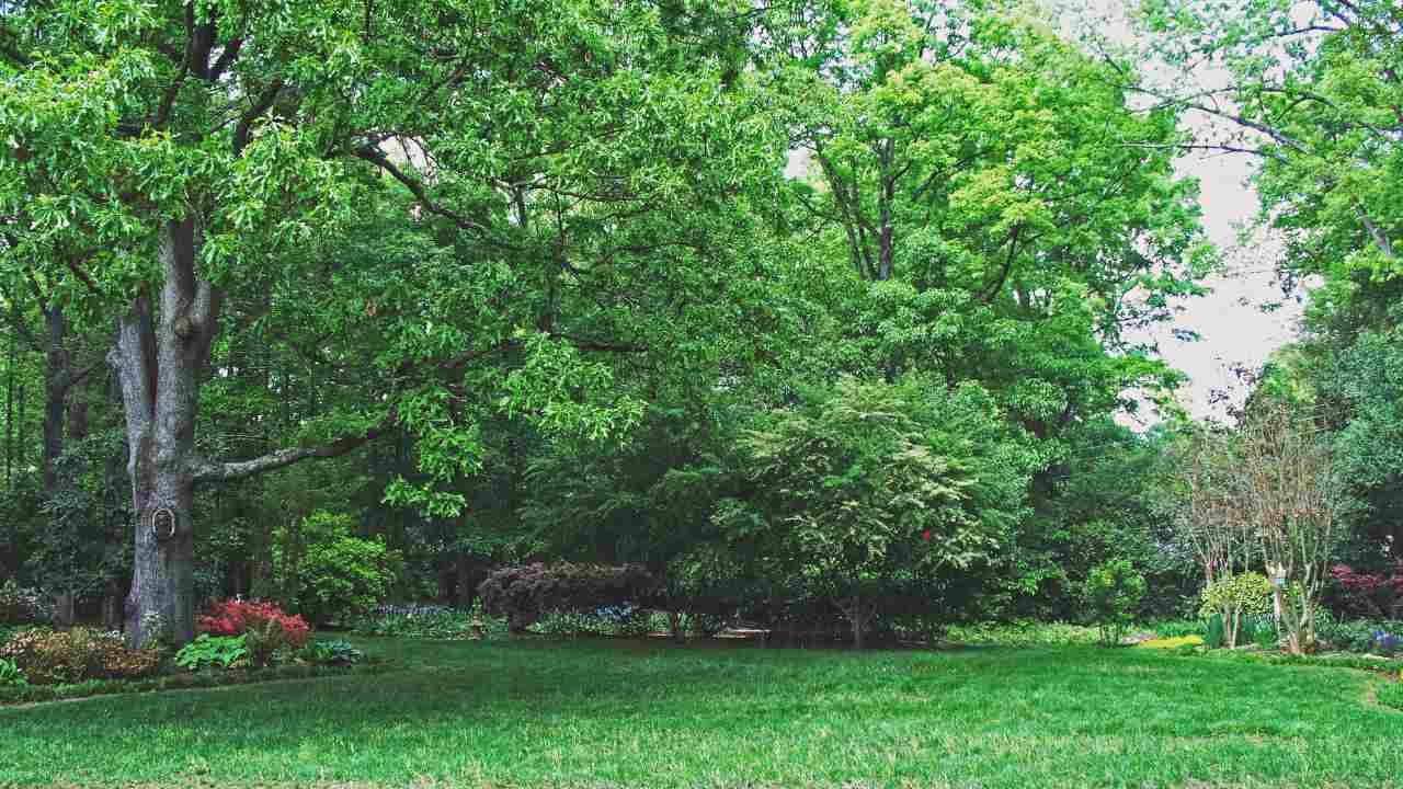 tree health