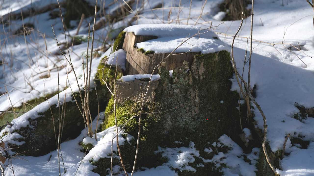 tree stump removal
