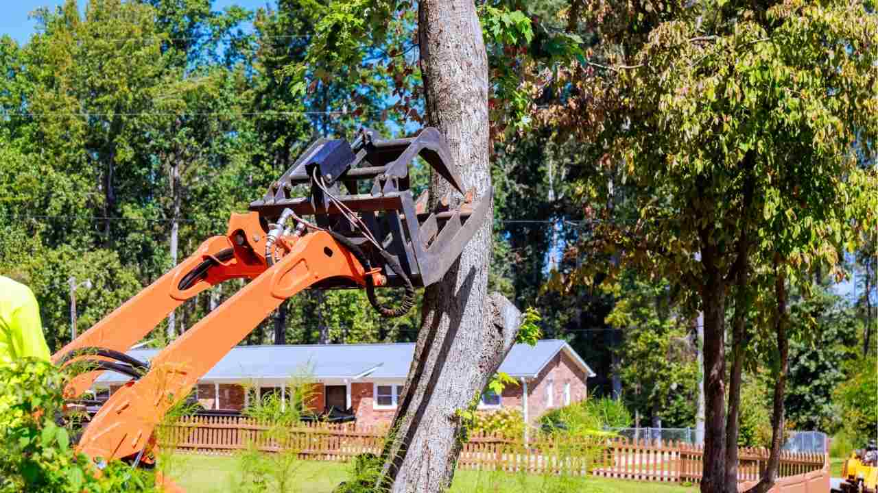 tree removal