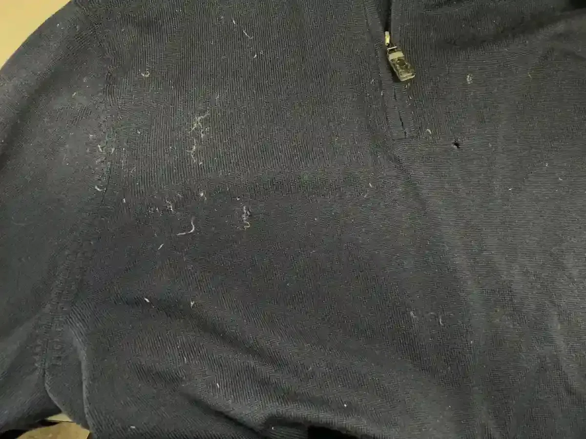 Why Do Clothes Get Moth Holes? Understanding Insect Damage on Clothing
