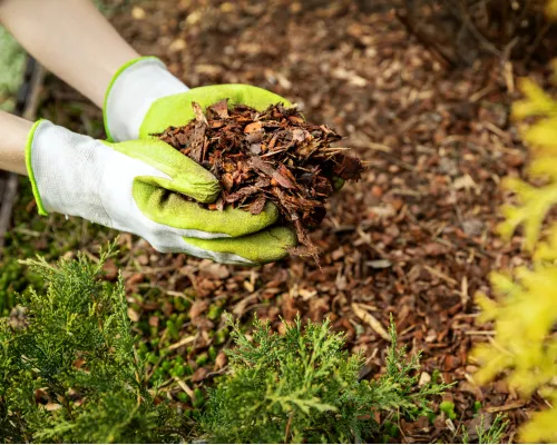 Tree Service