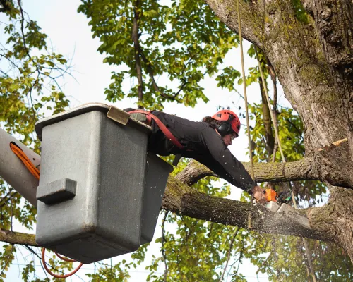 Pottstown Tree Service