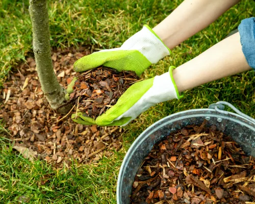 Tree Service