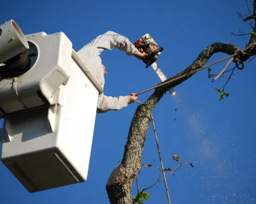 Tree Service