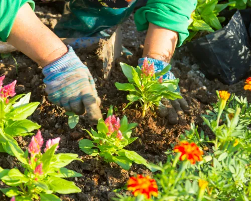 Pottstown Gardening