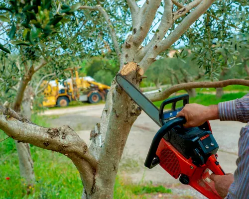 Tree Service