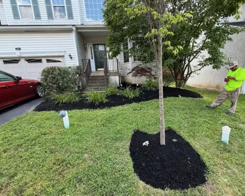 Philadelphia Tree Service