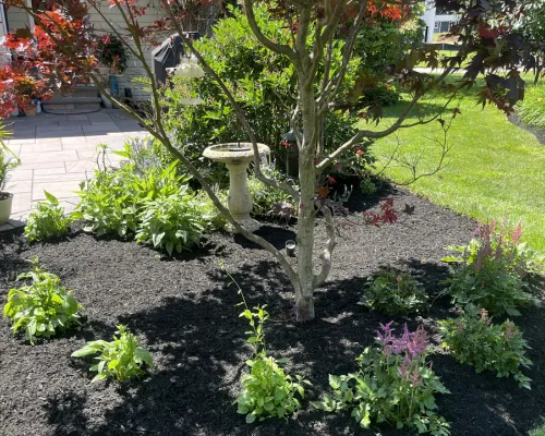Tree Service Phoenixville