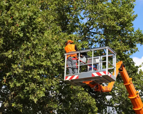 Tree Service Phoenixville
