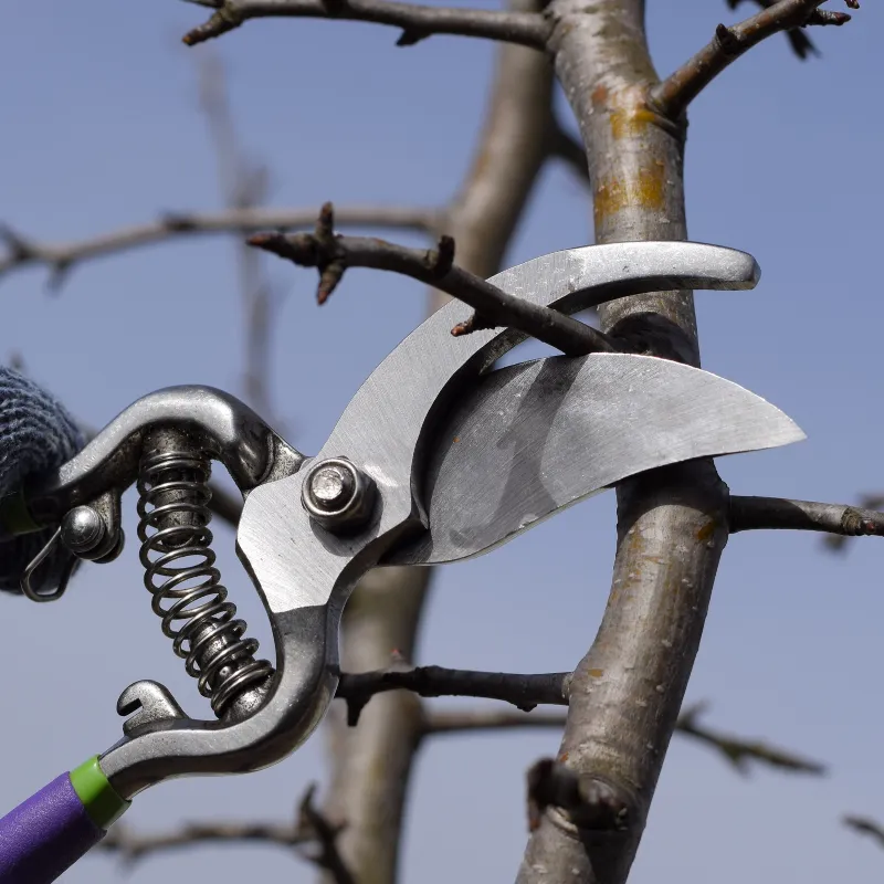Pruning in Cincinnati