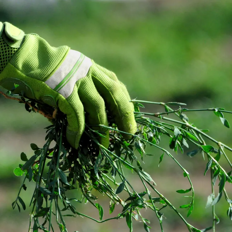 Weed Control in Cincinnati