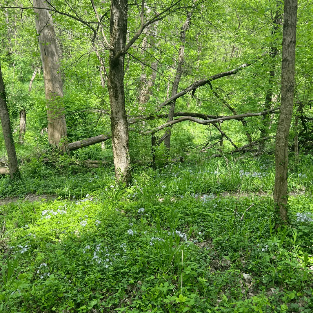 Price Hill Edging