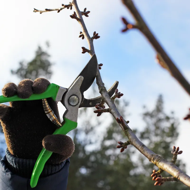 Newport Pruning