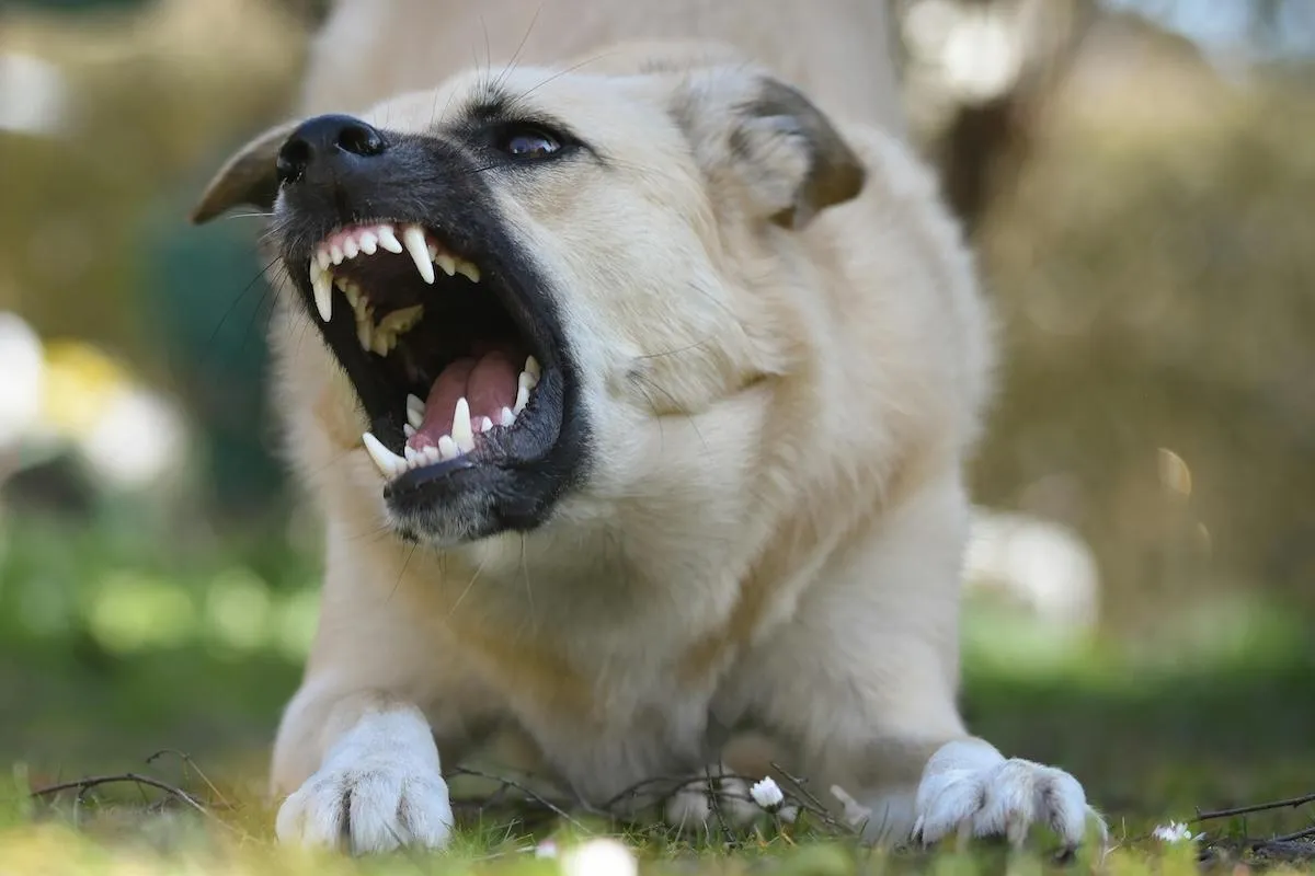 Dog Bite Injury
