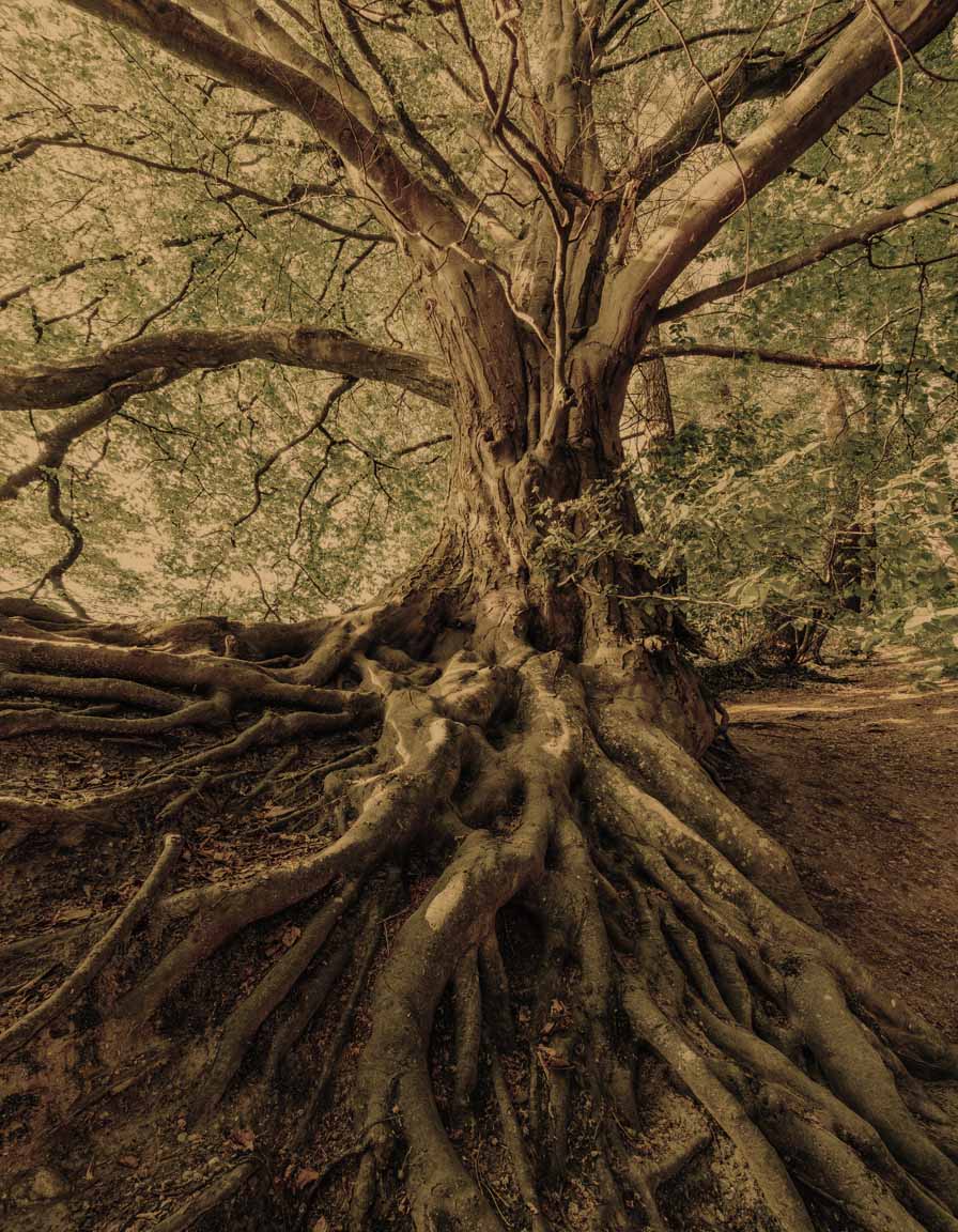 A warm, grounded image of a tree showing deep roots
