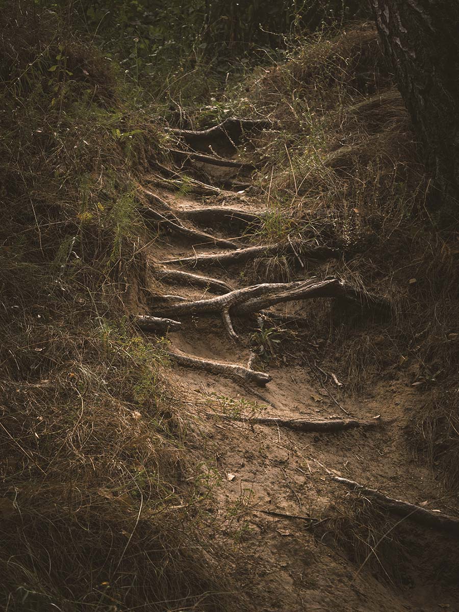 Tree roots forming a stairs path
