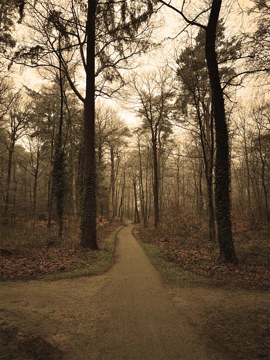 A three way path to the forest