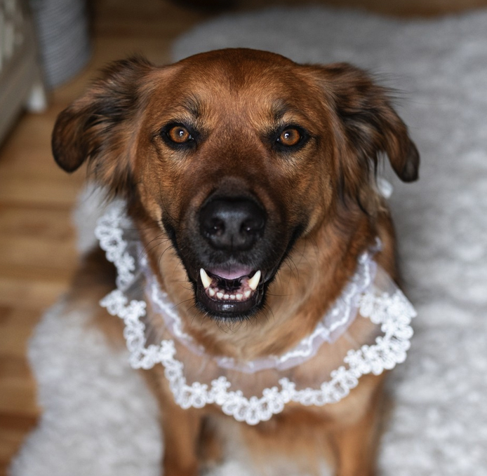 Murphy Virtue | Emotional Support Lead