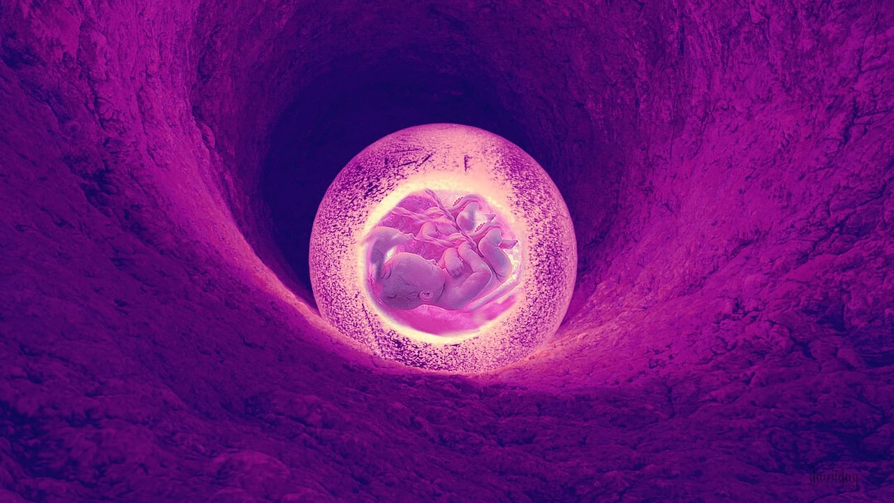 image of an embryo