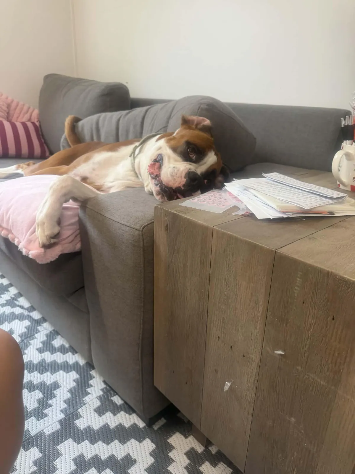 Large Dog Pet Sitting Lake Macquarie