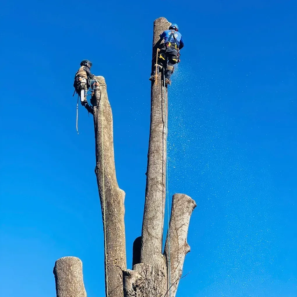 Landscape Contractor in Ventura County