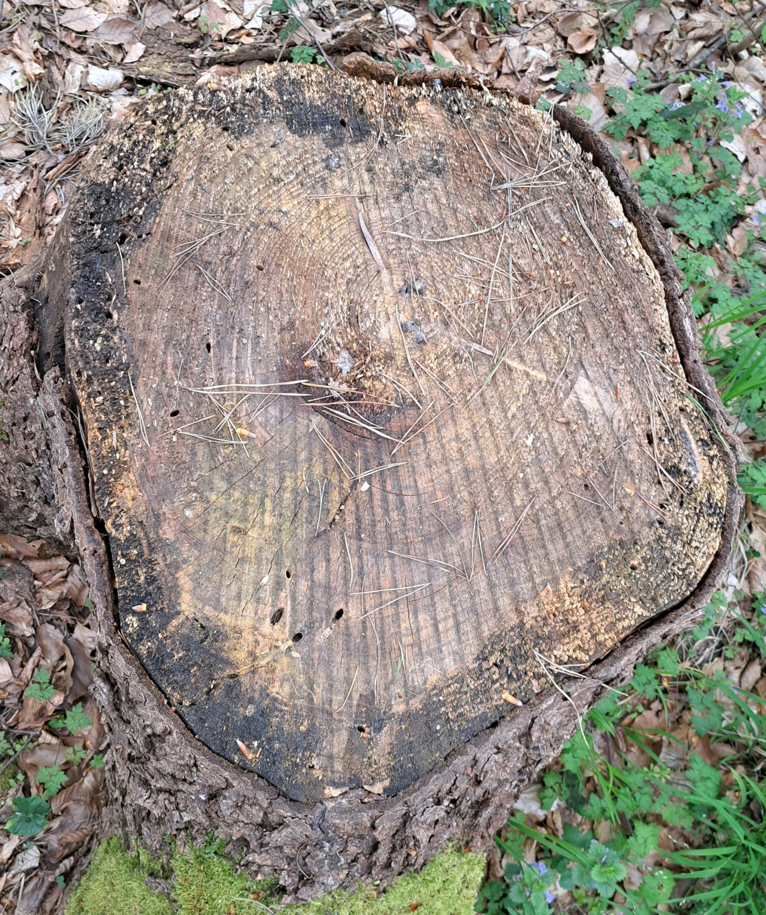 Concrete Contractor in Ventura County