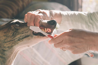a small dog wearing a red shirt on a sidewalk