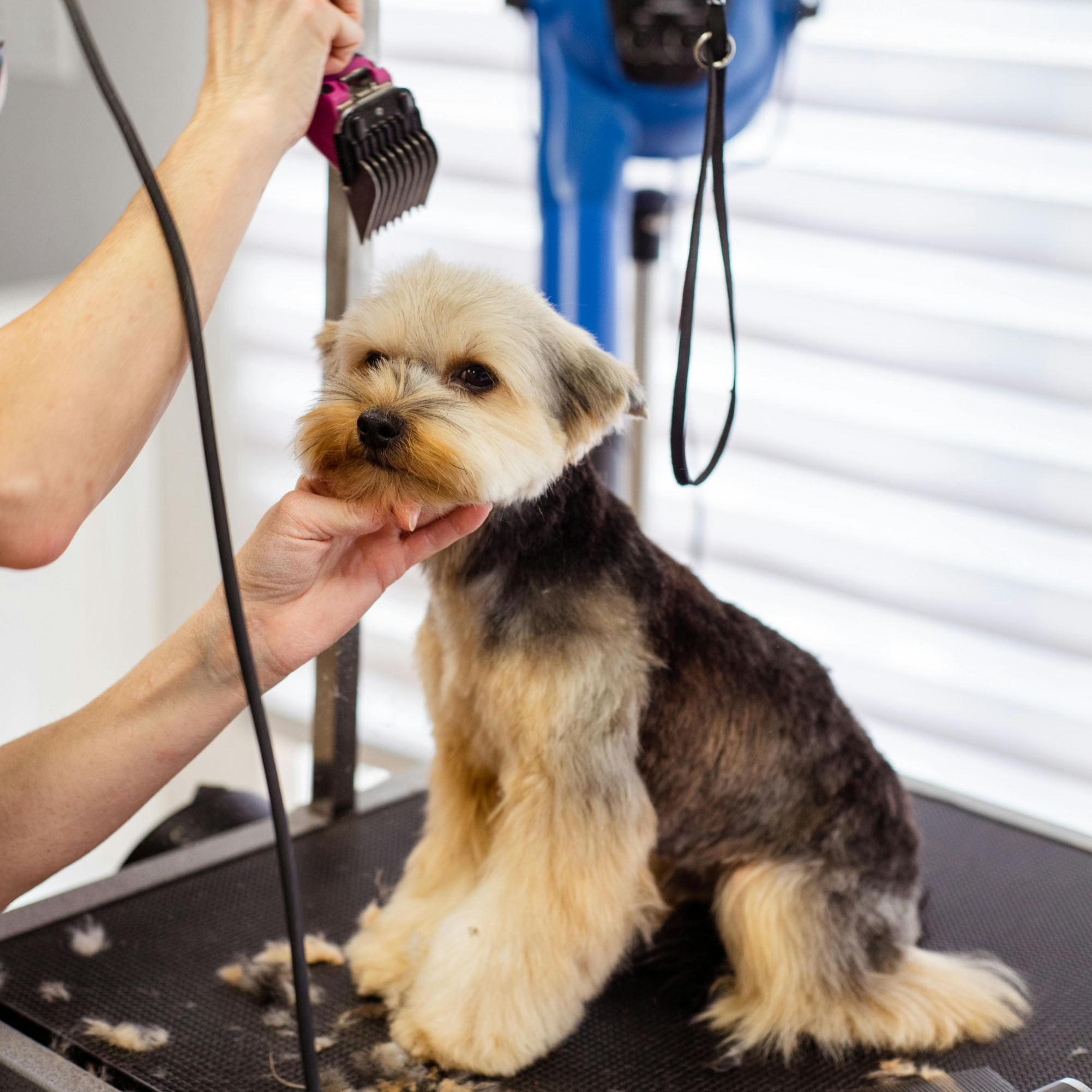 short-coated white and brown dog walking on green grass field