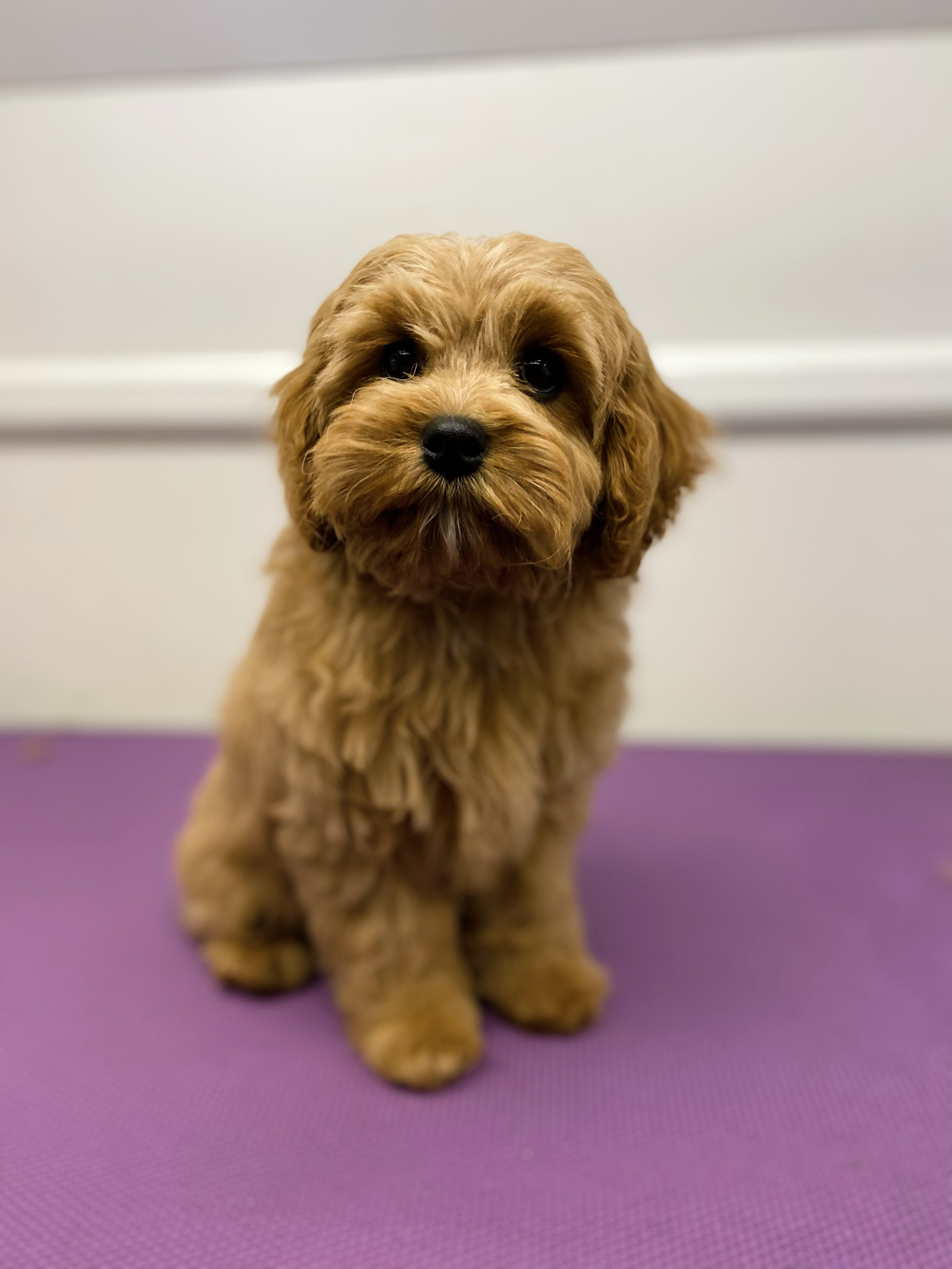 Woman feeding a horse in a grassy field.