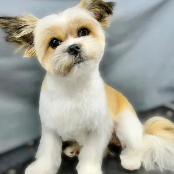Woman feeding a horse in a grassy field.