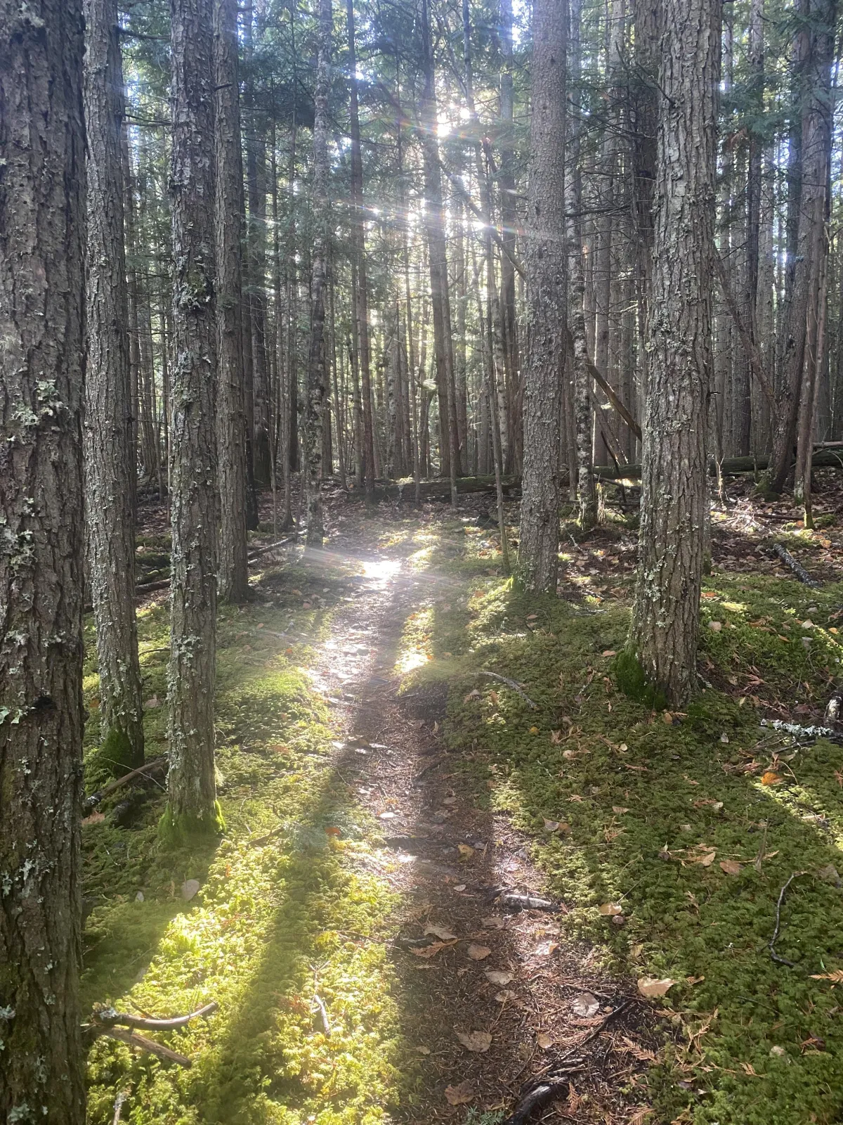 Sunlight streaming through tall trees in a peaceful forest, illuminating a narrow moss-covered path on the forest floor