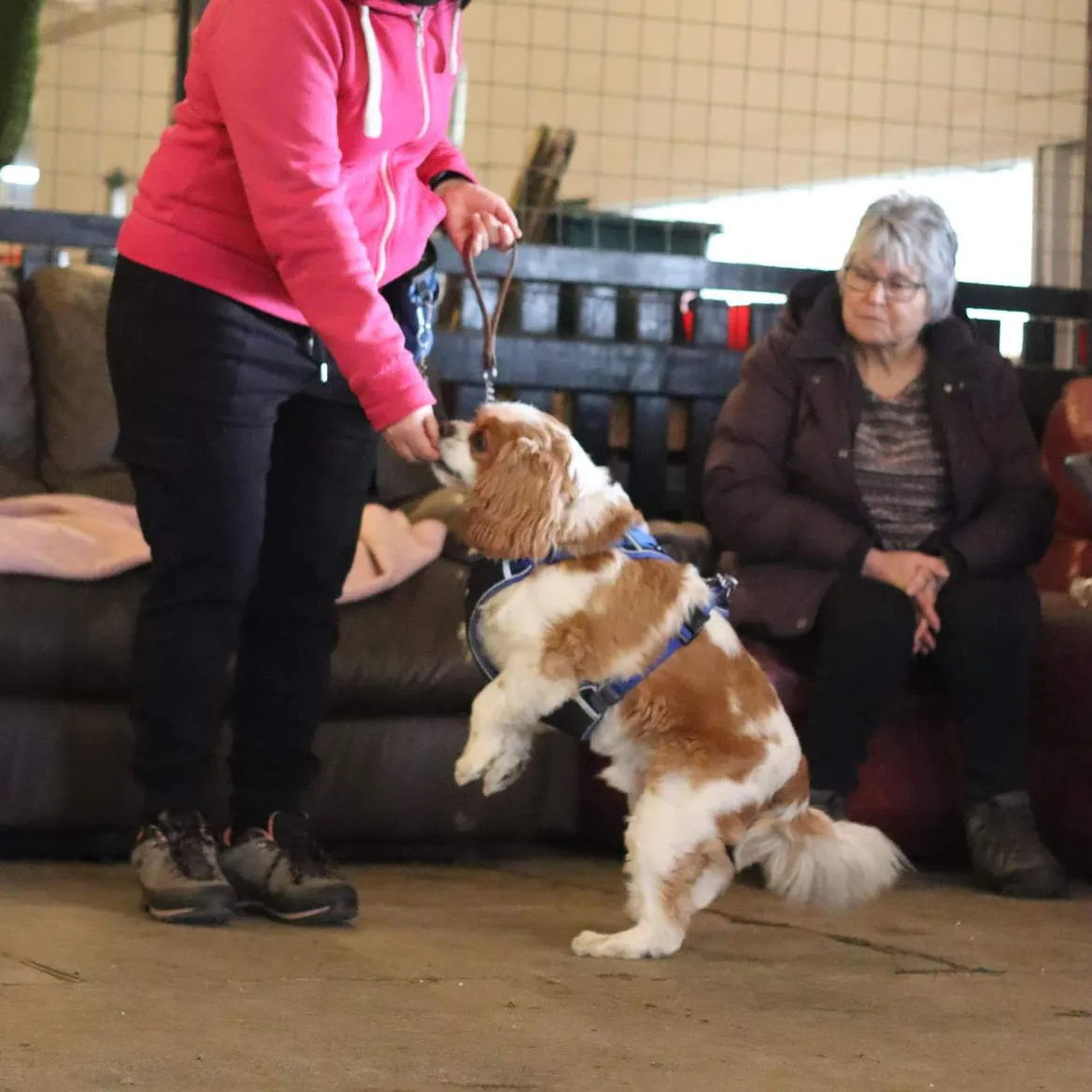 puppy class Leicestershire,  group classes teaching puppies to focus on their owners