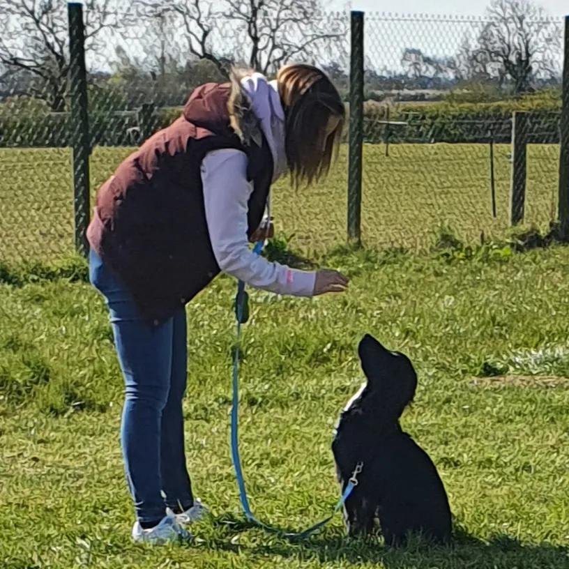 Black cocker spaniel dog enjoying learning reward based dog training methods in trining classess in Claybrooke Leicestershire