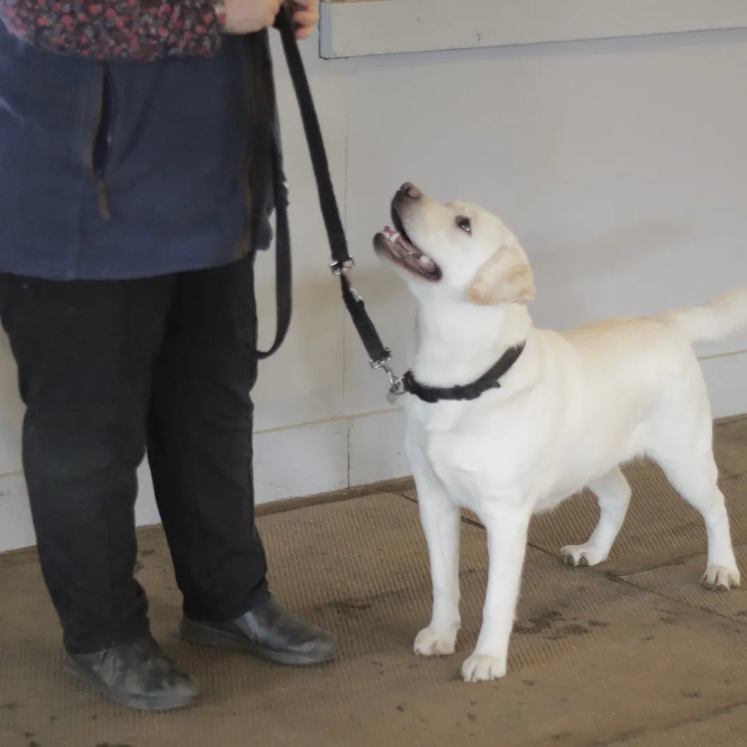 Labrador using reward baed dog training