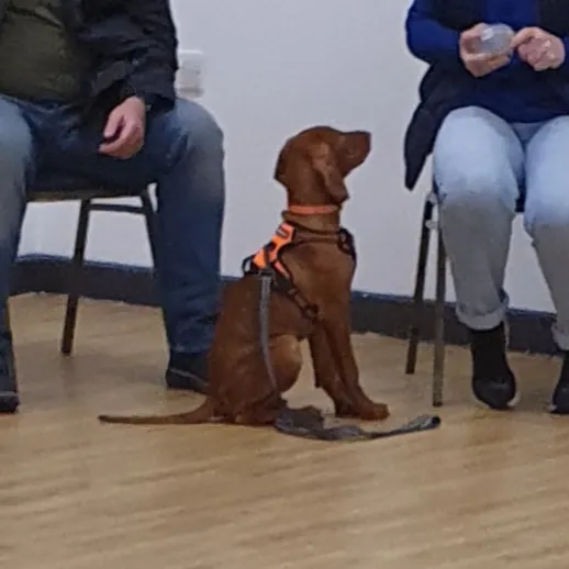 Visla dog in puppy class using reward based training