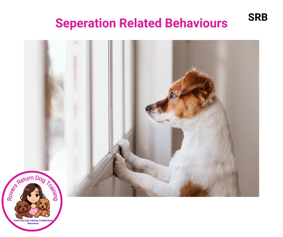Seperation related behaviours 
