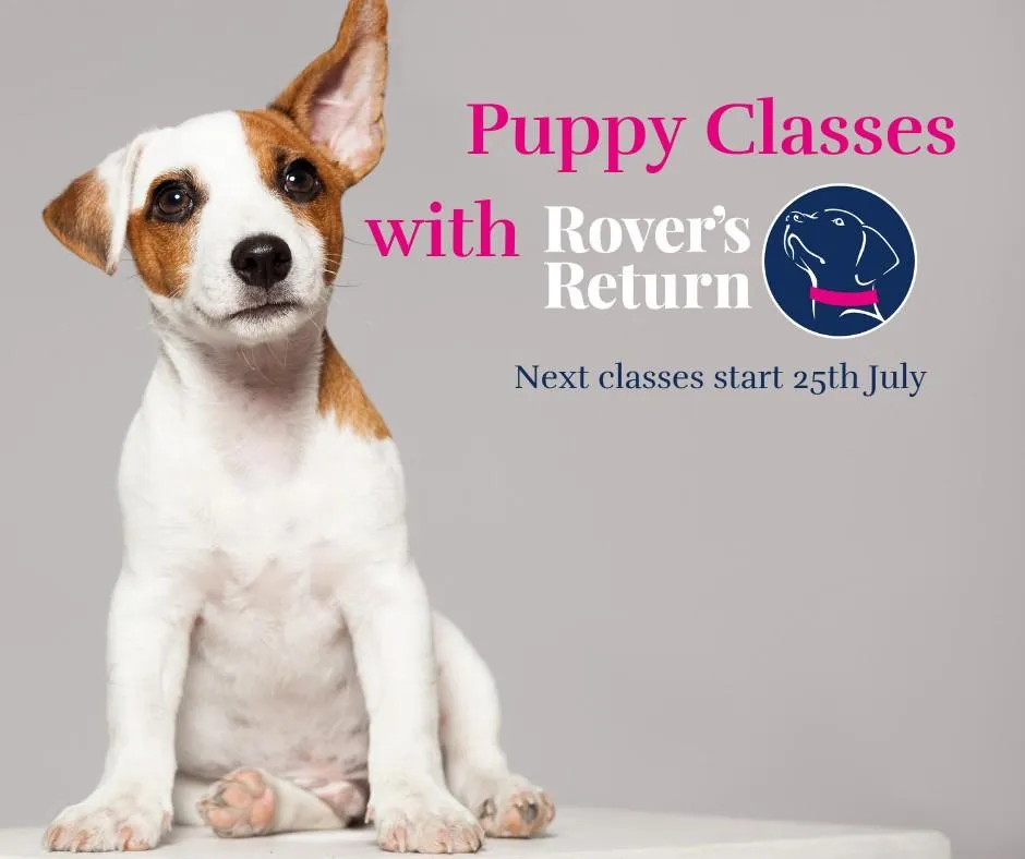 puppy classes