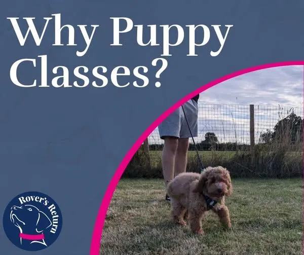 why puppy classes