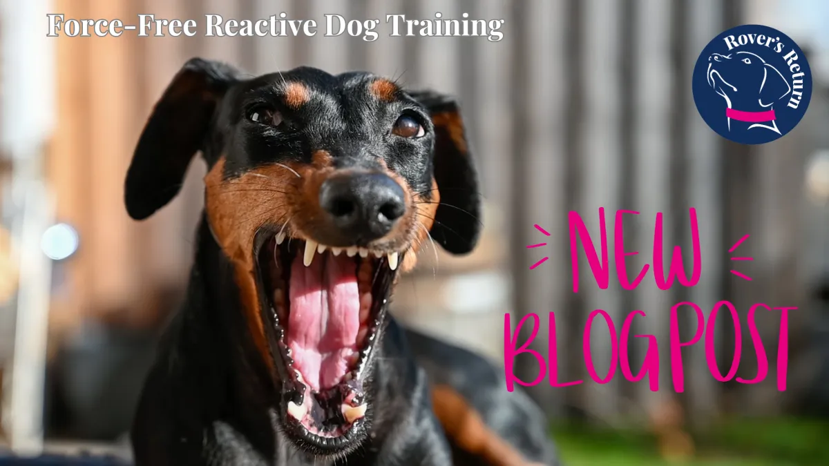 force free dog training blog