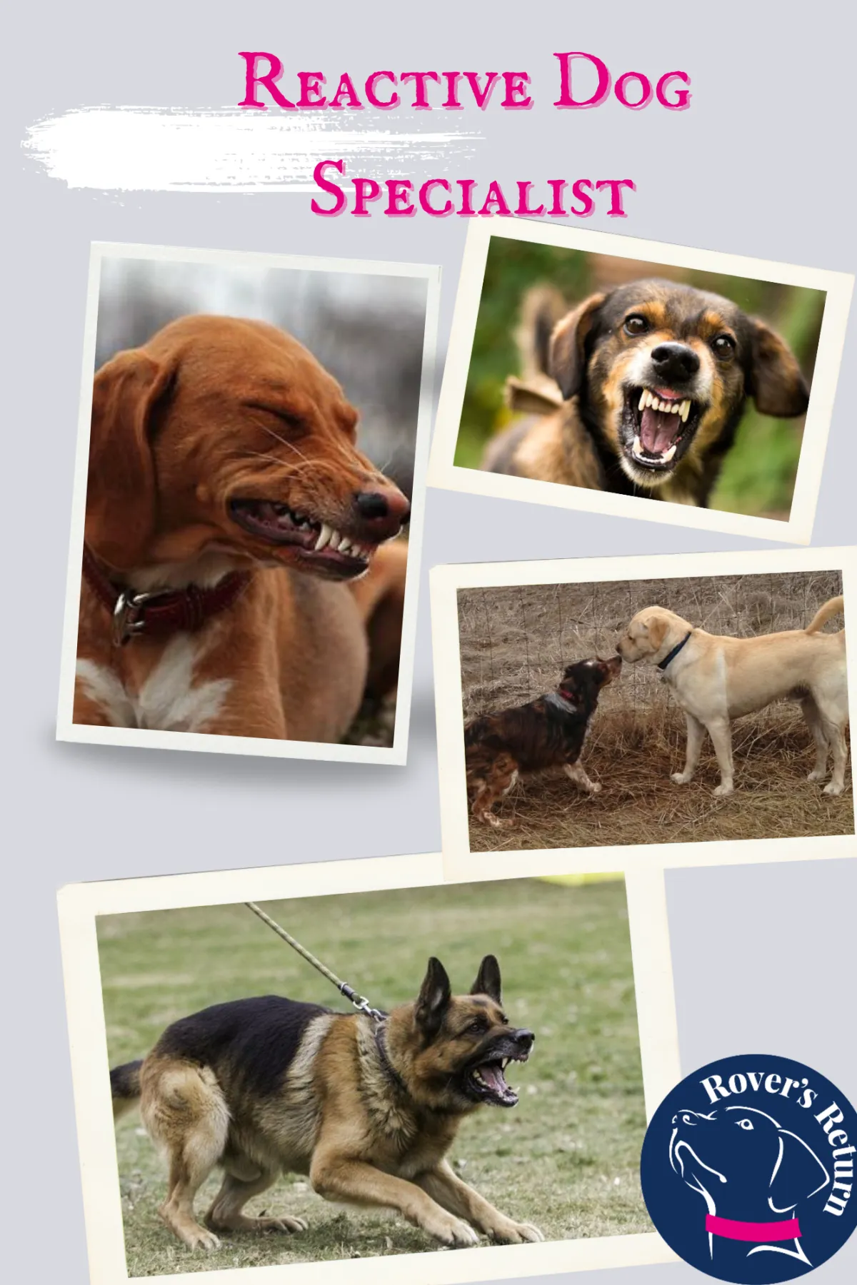 Force free dog training