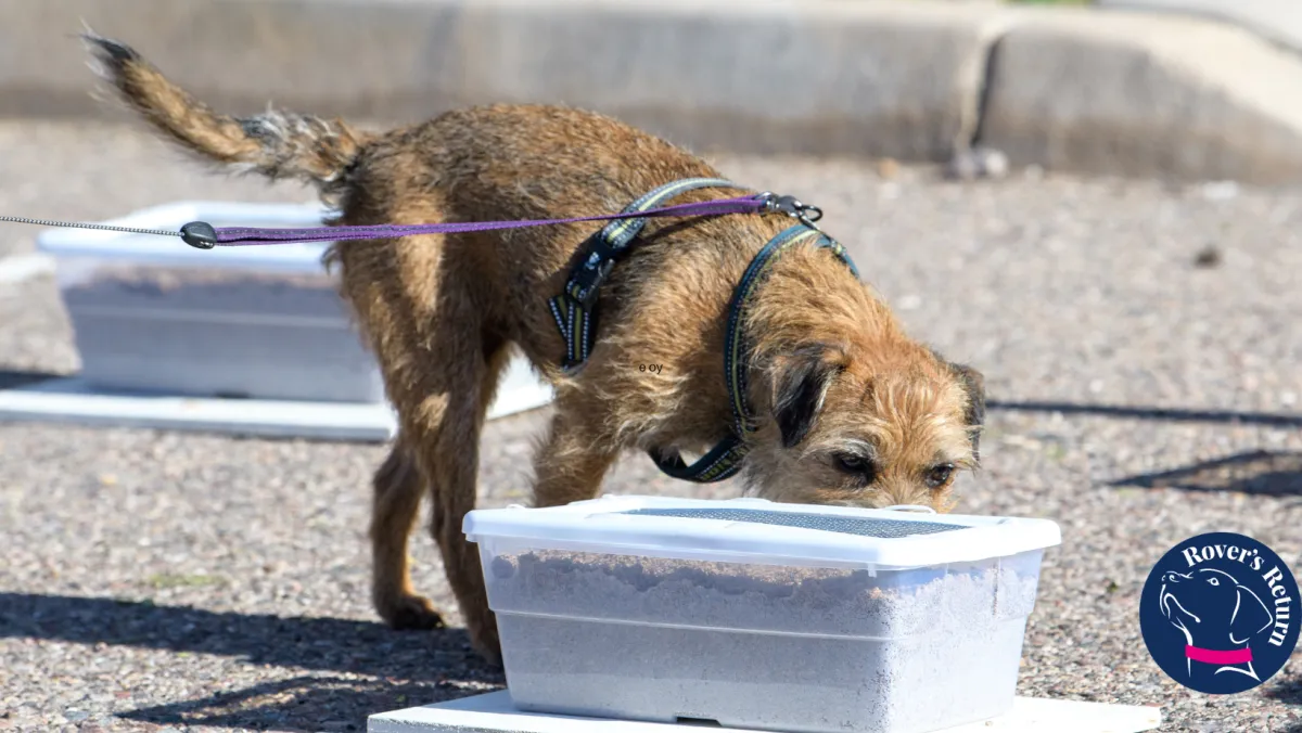 UK Sniffer Dog Scent Detction using the dogs nose to hunt for the target scent of a kong toy