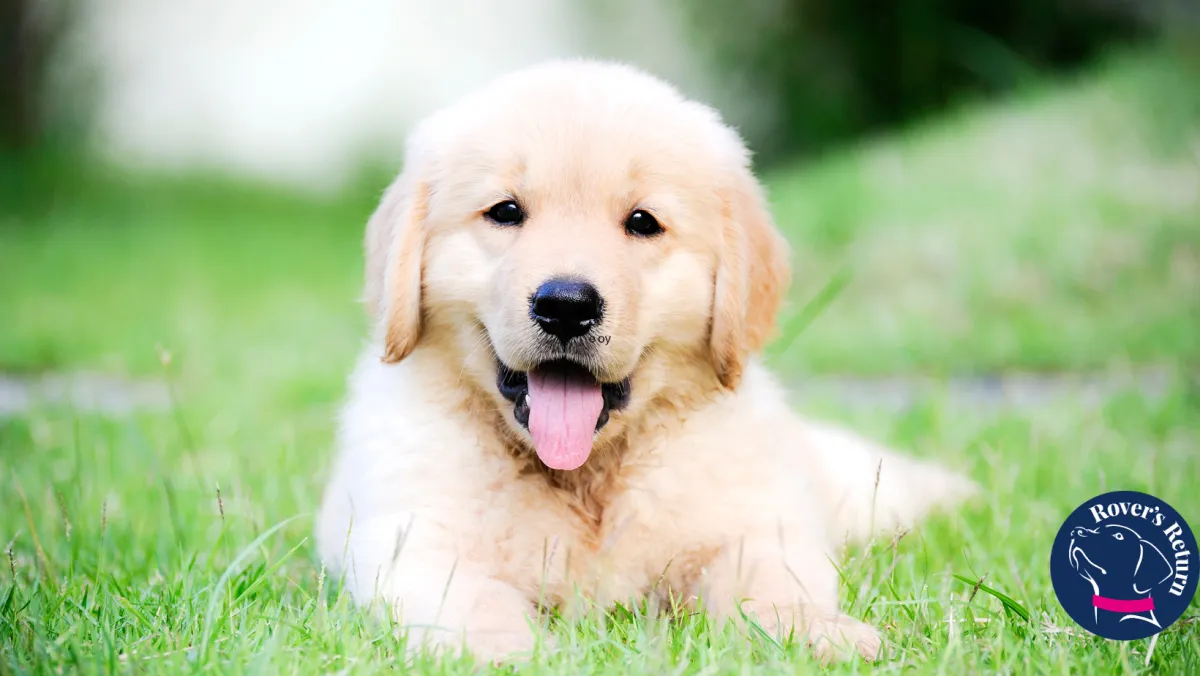 cute golden retriver 