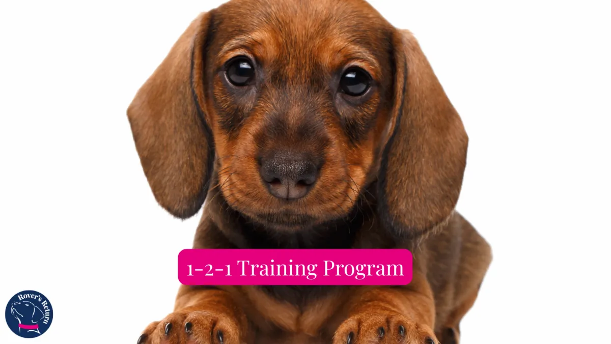 Review of behaviour program by Rovers Return Dog Training Leicestershir