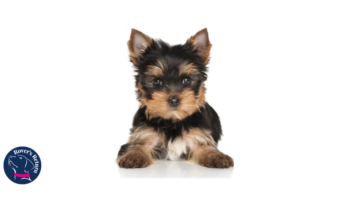 puppy cute