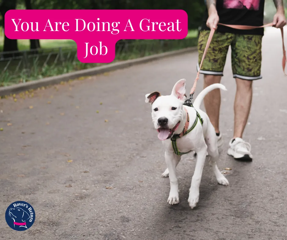 dog pulling on the lead