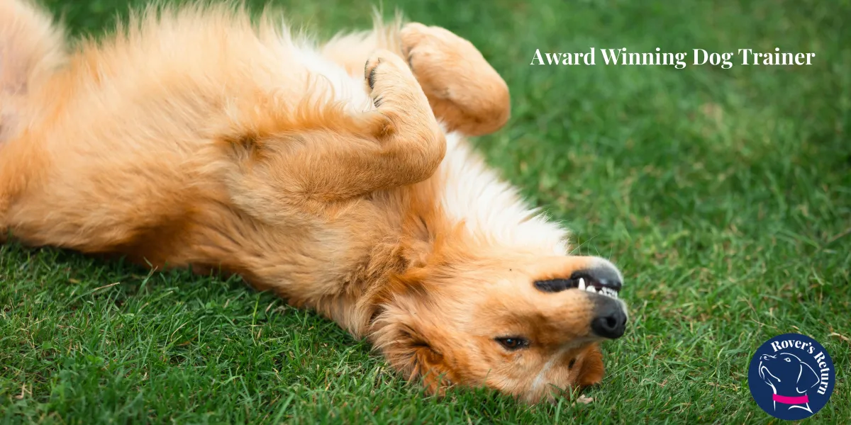 Dog lying donw in the grass