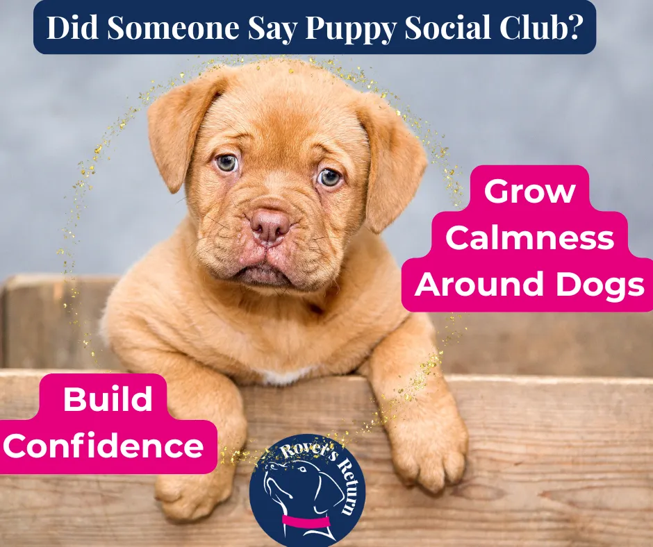 Puppy social club poster